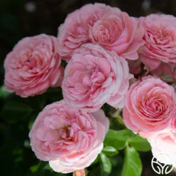 Sexy Rexy® -HEIRLOOM ROSES Sales Sexy Rexy 2145