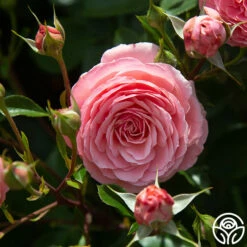 Sexy Rexy® -HEIRLOOM ROSES Sales Sexy Rexy0 325