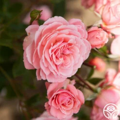 Sexy Rexy® -HEIRLOOM ROSES Sales Sexy Rexy 12