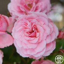 Sexy Rexy® -HEIRLOOM ROSES Sales Sexy Rexy 13