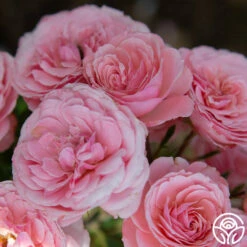 Sexy Rexy® -HEIRLOOM ROSES Sales Sexy Rexy 14