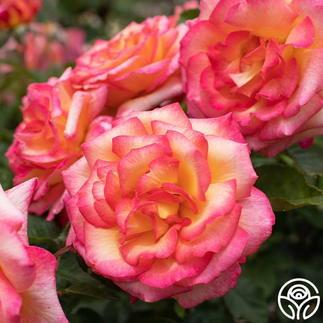 Sheila's Perfume 3 Sheila's Perfume