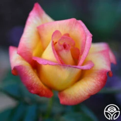 Sheila's Perfume 31 Sheila's Perfume -HEIRLOOM ROSES Sales Sheila s Perfume 11 01b0fbde 44da 4776 bd16 0a1ab6093ddc