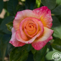 Sheila's Perfume 28 Sheila's Perfume -HEIRLOOM ROSES Sales Sheila s Perfume 12 15d50d02 1ffc 4bb7 bcce f0f22fcbda16