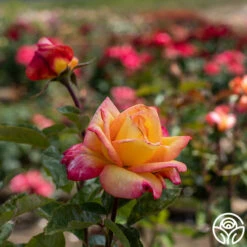 Sheila's Perfume 23 Sheila's Perfume -HEIRLOOM ROSES Sales Sheila s Perfume 13