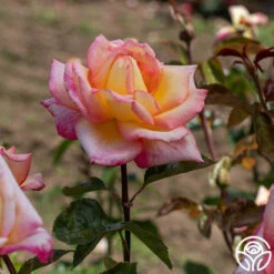 Sheila's Perfume 20 Sheila's Perfume -HEIRLOOM ROSES Sales Sheila s Perfume 18