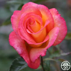 Sheila's Perfume 27 Sheila's Perfume -HEIRLOOM ROSES Sales Sheila s Perfume 20