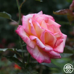 Sheila's Perfume 30 Sheila's Perfume -HEIRLOOM ROSES Sales Sheila s Perfume 21