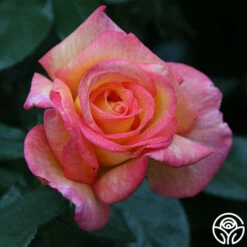 Sheila's Perfume 24 Sheila's Perfume -HEIRLOOM ROSES Sales Sheila s Perfume 23