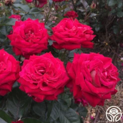 Smart & Sassy -HEIRLOOM ROSES Sales Smart Sassy 2