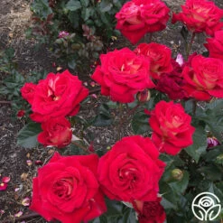 Smart & Sassy -HEIRLOOM ROSES Sales Smart Sassy 3