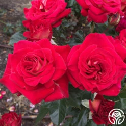 Smart & Sassy -HEIRLOOM ROSES Sales Smart Sassy 8