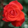 Smokin’ Hot™ -HEIRLOOM ROSES Sales Smokin Hot 11