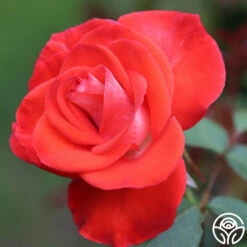 Smokin’ Hot™ -HEIRLOOM ROSES Sales Smokin Hot 12