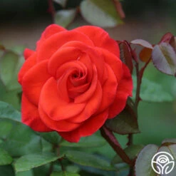 Smokin’ Hot™ -HEIRLOOM ROSES Sales Smokin Hot 13