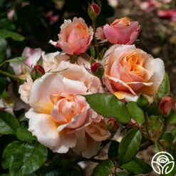 Sunbelt® Soul Sister™ -HEIRLOOM ROSES Sales Soul Sister 013