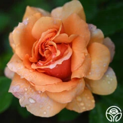 Sunbelt® Soul Sister™ -HEIRLOOM ROSES Sales Soul Sister 11