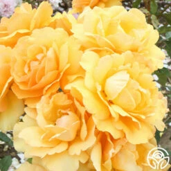 Sunbelt® South Africa® -HEIRLOOM ROSES Sales South Africa 1