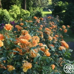 Sunbelt® South Africa® -HEIRLOOM ROSES Sales South Africa 13