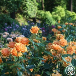 Sunbelt® South Africa® -HEIRLOOM ROSES Sales South Africa 14