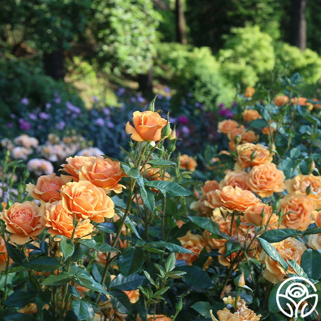 Front Page -HEIRLOOM ROSES Sales South Africa 14