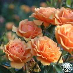Sunbelt® South Africa® -HEIRLOOM ROSES Sales South Africa 15