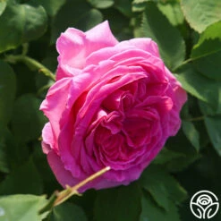 Souvenir Du Président Lincoln -HEIRLOOM ROSES Sales Souvenir du President Lincoln 13