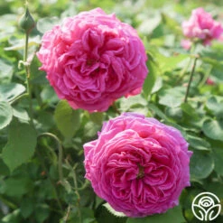 Souvenir Du Président Lincoln -HEIRLOOM ROSES Sales Souvenir du President Lincoln 15