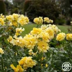 Sparkle & Shine™ -HEIRLOOM ROSES Sales Sparkle Shine 01