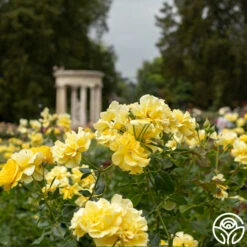 Sparkle & Shine™ -HEIRLOOM ROSES Sales Sparkle Shine 03