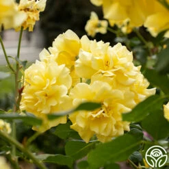 Sparkle & Shine™ -HEIRLOOM ROSES Sales Sparkle Shine 04