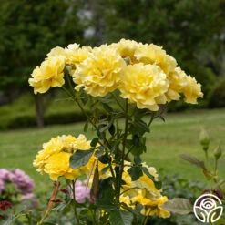 Sparkle & Shine™ -HEIRLOOM ROSES Sales Sparkle Shine 05