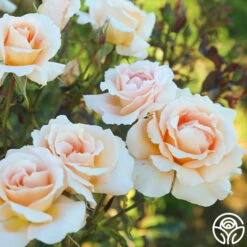 Special Occasion -HEIRLOOM ROSES Sales Special Occasion 10