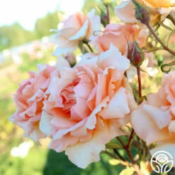 Special Occasion -HEIRLOOM ROSES Sales Special Occasion 04