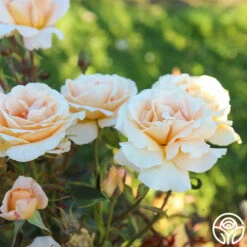 Special Occasion -HEIRLOOM ROSES Sales Special Occasion 06