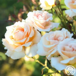 Special Occasion -HEIRLOOM ROSES Sales Special Occasion 6