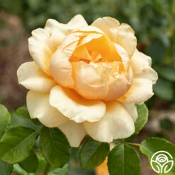 St. Tropez -HEIRLOOM ROSES Sales St Tropez 04