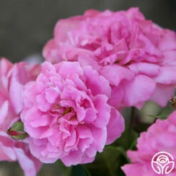 St. Elisabeth Of Hungary 15 St. Elisabeth Of Hungary -HEIRLOOM ROSES Sales St. Elisabeht of Hungry 22