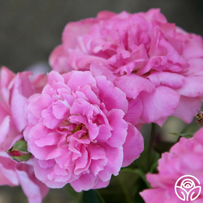 St. Elisabeth Of Hungary 8 St. Elisabeth Of Hungary - Image 6