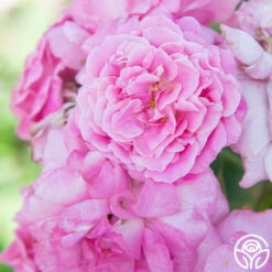 St. Elisabeth Of Hungary 13 St. Elisabeth Of Hungary -HEIRLOOM ROSES Sales St. Elisabeth Of Hungry 01