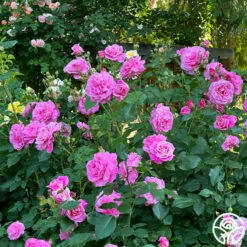 St. Elisabeth Of Hungary 12 St. Elisabeth Of Hungary -HEIRLOOM ROSES Sales St. Elisabeth of Hungry 11