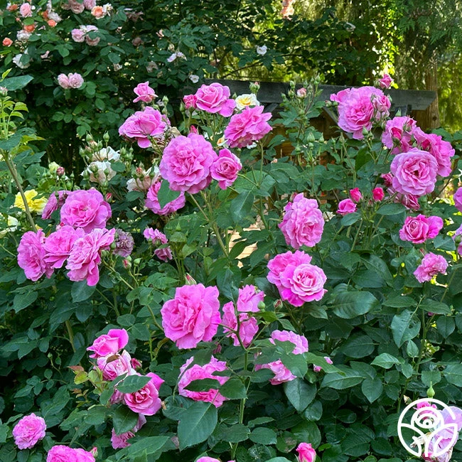 St. Elisabeth Of Hungary 5 St. Elisabeth Of Hungary - Image 3