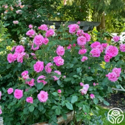 St. Elisabeth Of Hungary 11 St. Elisabeth Of Hungary -HEIRLOOM ROSES Sales St. Elisabeth of Hungry 12