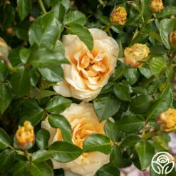 St. Tropez -HEIRLOOM ROSES Sales St. Tropex 13