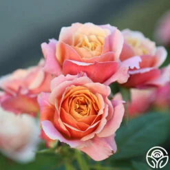 State Of Grace™ -HEIRLOOM ROSES Sales State Of Grace 16