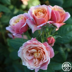 State Of Grace™ -HEIRLOOM ROSES Sales State Of Grace 17