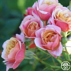 State Of Grace™ -HEIRLOOM ROSES Sales State Of Grace 19