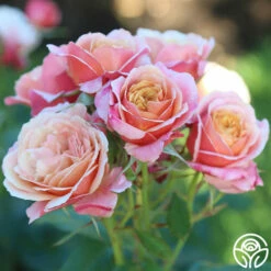 State Of Grace™ -HEIRLOOM ROSES Sales State of Grace 12