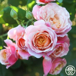 State Of Grace™ -HEIRLOOM ROSES Sales State of Grace 012