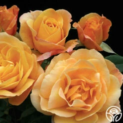Strike It Rich™ -HEIRLOOM ROSES Sales Strike It Rich 13